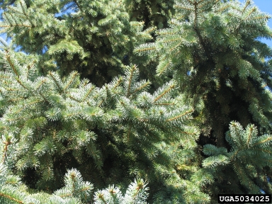 white spruce, Picea glauca  (Pinales: Pinaceae) - 5034025