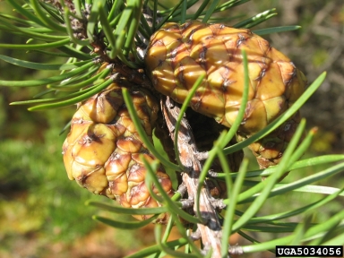 jack pine, Pinus banksiana  (Pinales: Pinaceae) - 5034056
