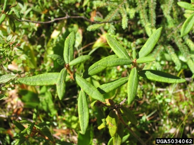 Labrador tea, Ledum palustre  (Ericales: Ericaceae) - 5034062