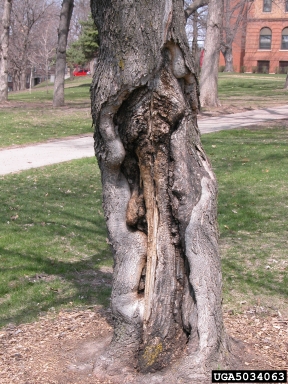 Eutypella canker (Eutypella parasitica ) on Norway maple (Acer platanoides ) - 5034063