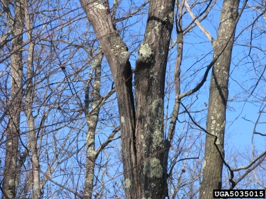 cracks or splits on oak (Quercus spp. ) - 5035015