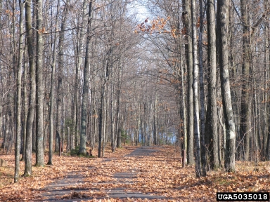 oak decline (  ) on oak (Quercus spp. ) - 5035018
