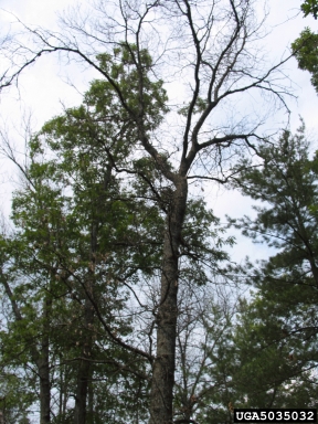 oak wilt (Ceratocystis fagacearum ) on northern red oak (Quercus rubra ) - 5035032