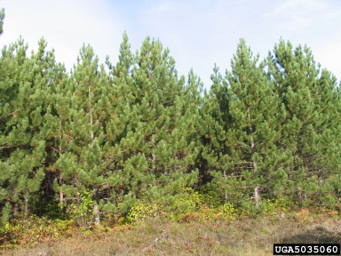 red pine, Pinus resinosa  (Pinales: Pinaceae) - 5035060
