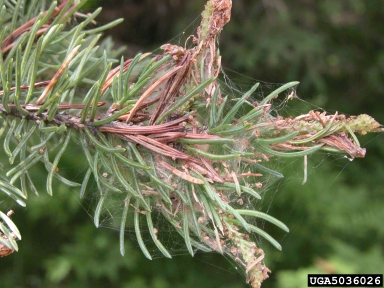 spruce budworm (Choristoneura fumiferana ) on spruce (Picea spp. ) - 5036026