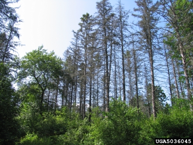 spruce decline (  ) on spruce (Picea spp. ) - 5036045