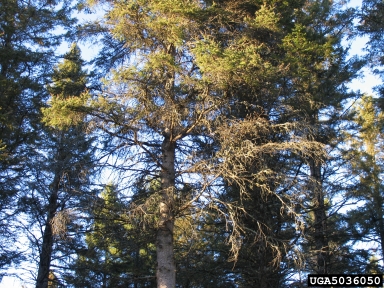 spruce decline (  ) on spruce (Picea spp. ) - 5036050