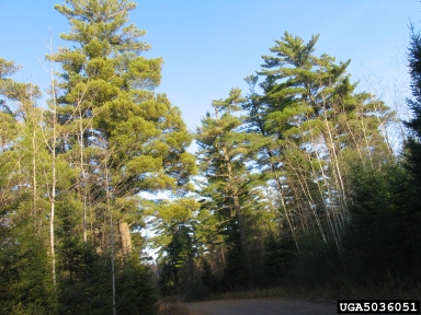 spruce decline (  ) on spruce (Picea spp. ) - 5036051