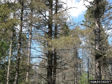 spruce decline (  ) on spruce (Picea spp. ) - 5036057