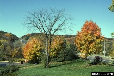 Dutch elm disease (Ophiostoma ulmi ) on American elm (Ulmus americana ) - 5037070
