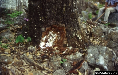 Armillaria root rots, Armillaria spp.  (Agaricales: Marasmiaceae) - 5037074
