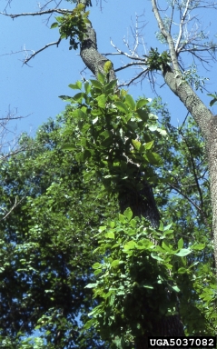 ash yellows phytoplasma, Candidatus Phytoplasma  fraxini  (Incertae sedis: Incertae sedis) - 5037082