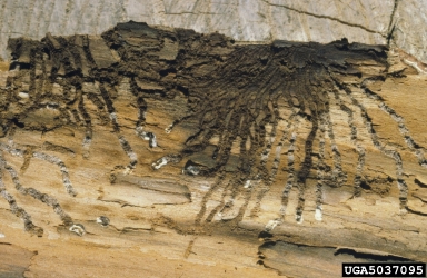 white muscadine disease (Beauveria bassiana ) on smaller European elm bark beetle (Scolytus multistriatus ) - 5037095