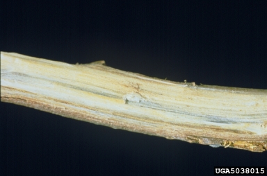 oak wilt (Ceratocystis fagacearum ) on oak (Quercus spp. ) - 5038015