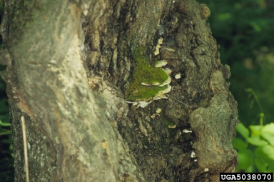 mossy maple polypore (Oxyporus populinus ) on sugar maple (Acer saccharum ) - 5038070