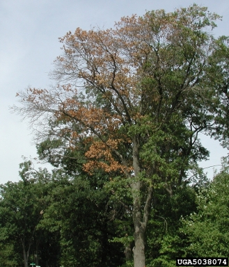 oak wilt (Ceratocystis fagacearum ) on northern red oak (Quercus rubra ) - 5038074