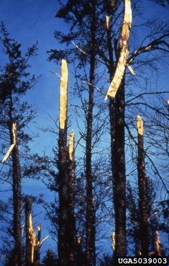 snow and ice damage (snow load) (  ) on jack pine (Pinus banksiana ) - 5039003