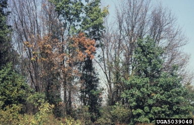 oak decline,    (Complex disorder: Decline complexes) - 5039048