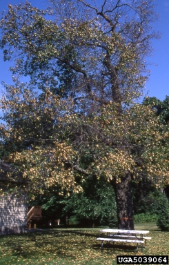 oak wilt (Ceratocystis fagacearum ) on oak (Quercus spp. ) - 5039064