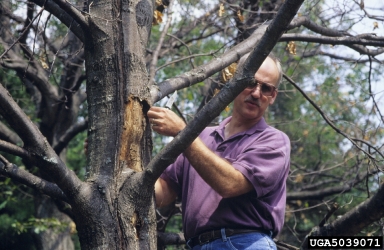 oak wilt (Ceratocystis fagacearum ) on oak (Quercus spp. ) - 5039071