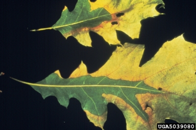 oak wilt (Ceratocystis fagacearum ) on northern red oak (Quercus rubra ) - 5039080