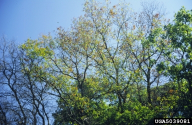 oak wilt (Ceratocystis fagacearum ) on oak (Quercus spp. ) - 5039081