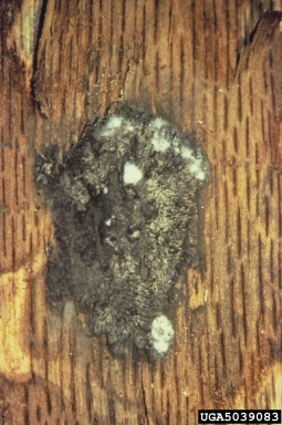 oak wilt, Ceratocystis fagacearum  (Microascales: Ceratocystidaceae) - 5039083