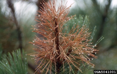 Sirococcus blight of conifers (Sirococcus conigenus ) on pine (Pinus spp. ) - 5041001