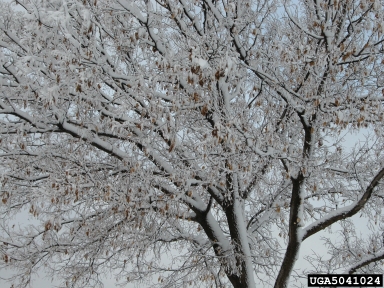 American elm, Ulmus americana  (Urticales: Ulmaceae) - 5041024