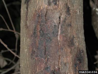sudden oak death (Phytophthora ramorum ) on tanoak (Lithocarpus densiflorus ) - 5041036