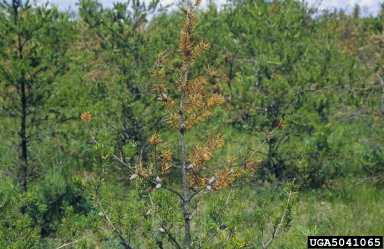 Diplodia blight (Sphaeropsis sapinea ) on jack pine (Pinus banksiana ) - 5041065