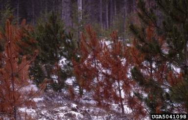 Diplodia blight (Sphaeropsis sapinea ) on red pine (Pinus resinosa ) - 5041098