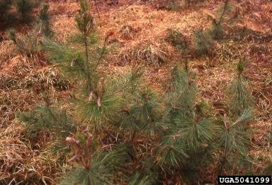 Diplodia blight (Sphaeropsis sapinea ) on red pine (Pinus resinosa ) - 5041099
