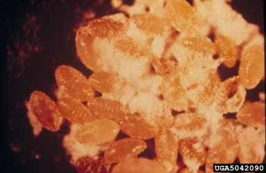 beech scale (Cryptococcus fagisuga ) on American beech (Fagus grandifolia ) - 5042090