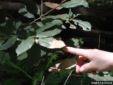 sudden oak death, Phytophthora ramorum  (Peronosporales: Peronosporaceae) - 5043024