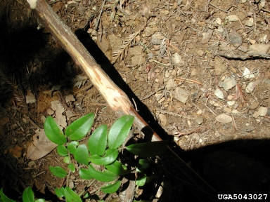 sudden oak death, Phytophthora ramorum  (Peronosporales: Peronosporaceae) - 5043027