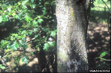 California black oak, Quercus kelloggii  (Fagales: Fagaceae) - 5043052