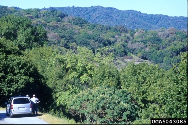 sudden oak death (Phytophthora ramorum ) on coast live oak (Quercus agrifolia ) - 5043085