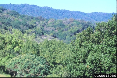 sudden oak death (Phytophthora ramorum ) on coast live oak (Quercus agrifolia ) - 5043086