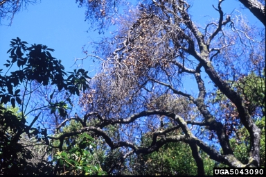 sudden oak death (Phytophthora ramorum ) on coast live oak (Quercus agrifolia ) - 5043090