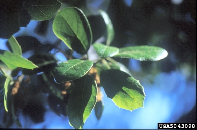 coast live oak, Quercus agrifolia  (Fagales: Fagaceae) - 5043098