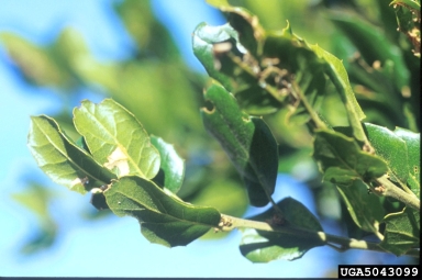 coast live oak, Quercus agrifolia  (Fagales: Fagaceae) - 5043099