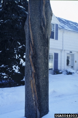 cracks or splits on Norway maple (Acer platanoides ) - 5044003