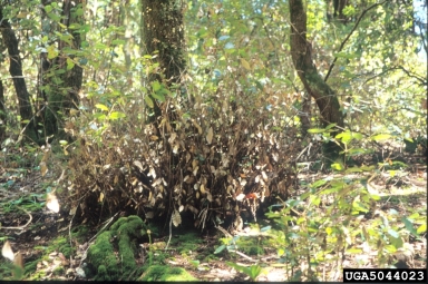 sudden oak death (Phytophthora ramorum ) on tanoak (Lithocarpus densiflorus ) - 5044023