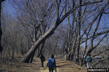 risk tree on eastern cottonwood (Populus deltoides ) - 5045017