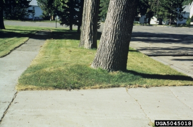 root lifting, soil heaving, and windthrow,    - 5045018