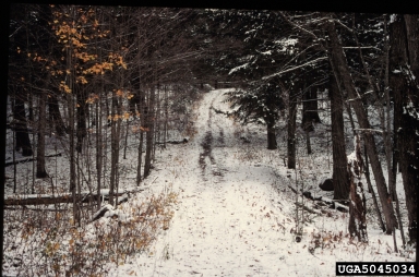 unpaved roads and trails,    - 5045034