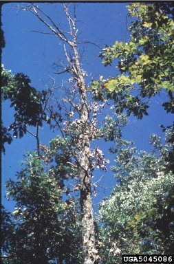 oak decline (  ) on oak (Quercus spp. ) - 5045086
