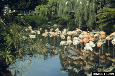greater flamingo, Phoenicopterus ruber  (Ciconiiformes: Phoenicopteridae) - 5045099