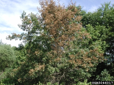 oak wilt (Ceratocystis fagacearum ) on northern red oak (Quercus rubra ) - 5046017